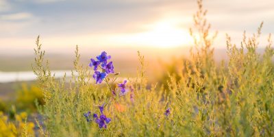 3 Keys to Happiness Daily